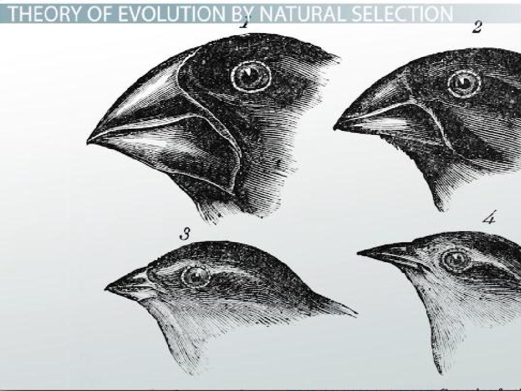 finch beak variations