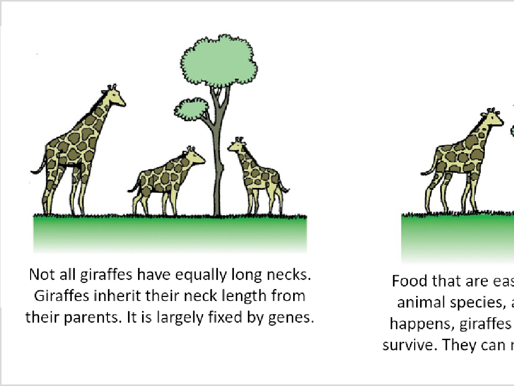 giraffes neck length traits