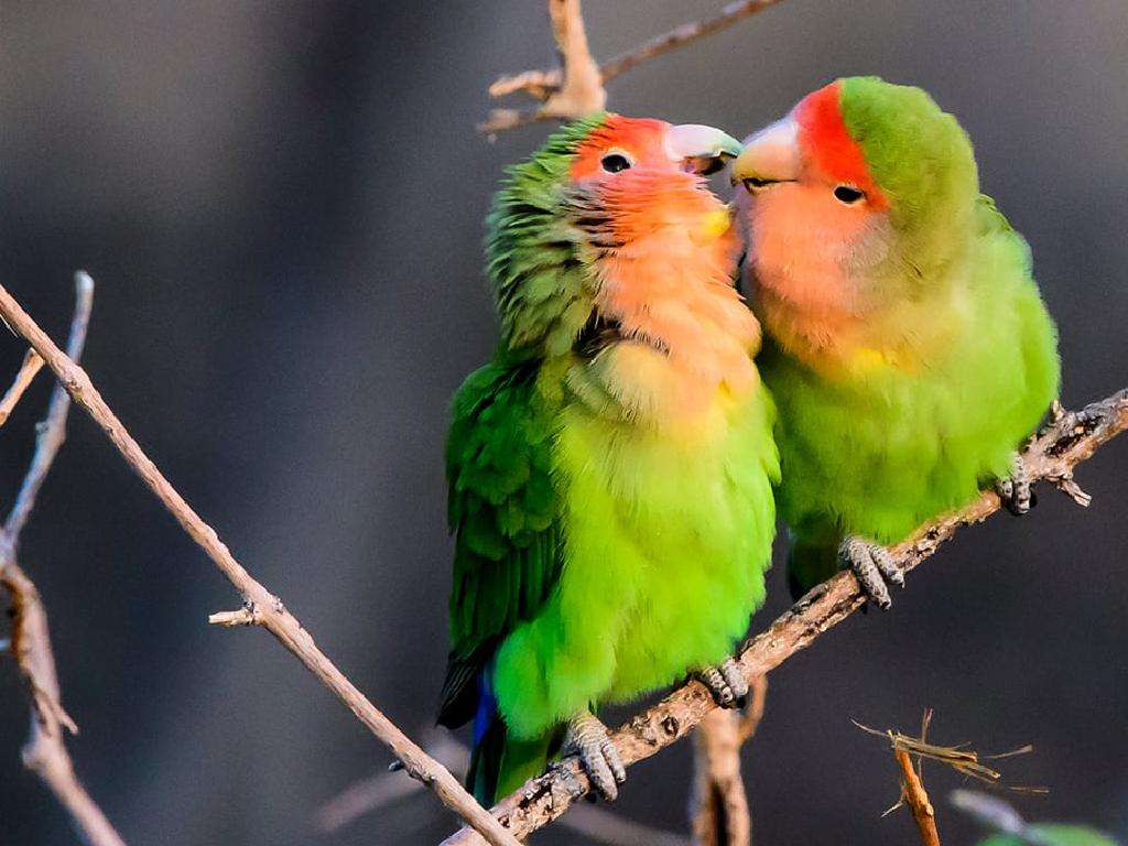 colorful parrots branch