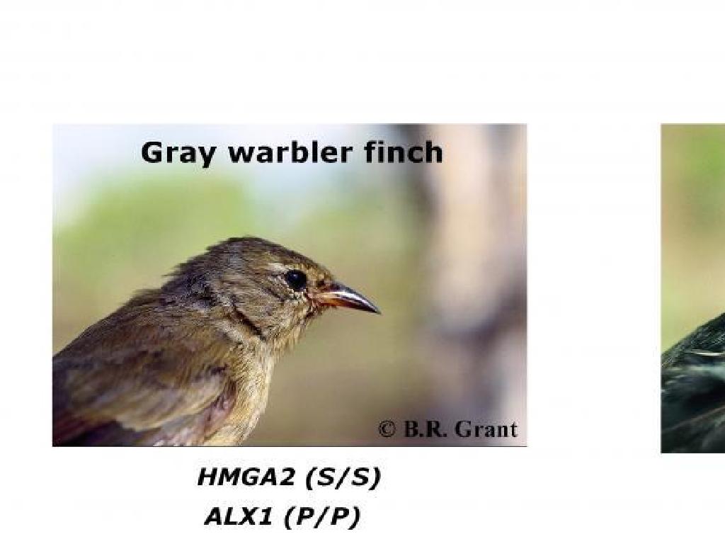 gray warbler finch