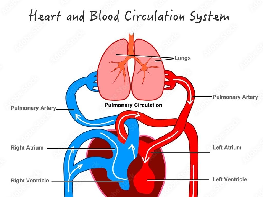 heart blood circulation