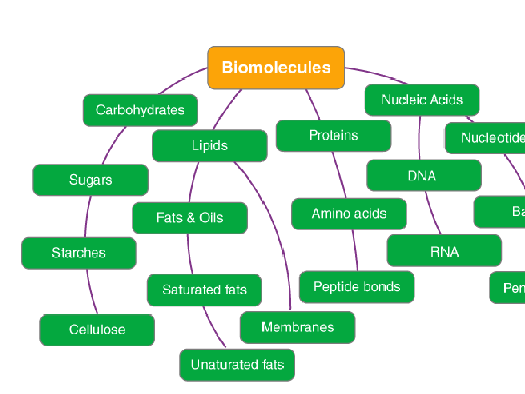 biomolecules carbohydrates lipids