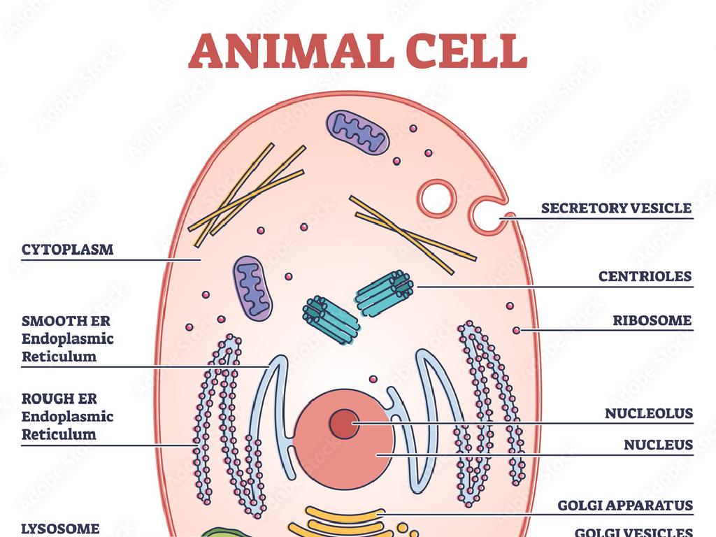 animal cell organelles