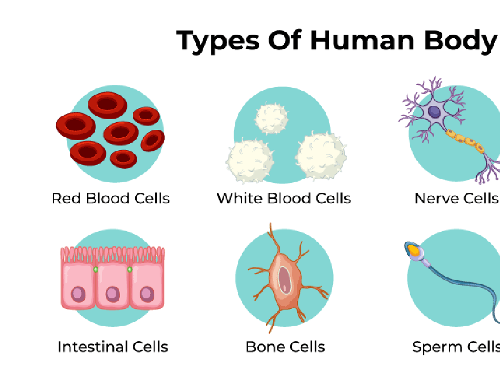 human body cells types