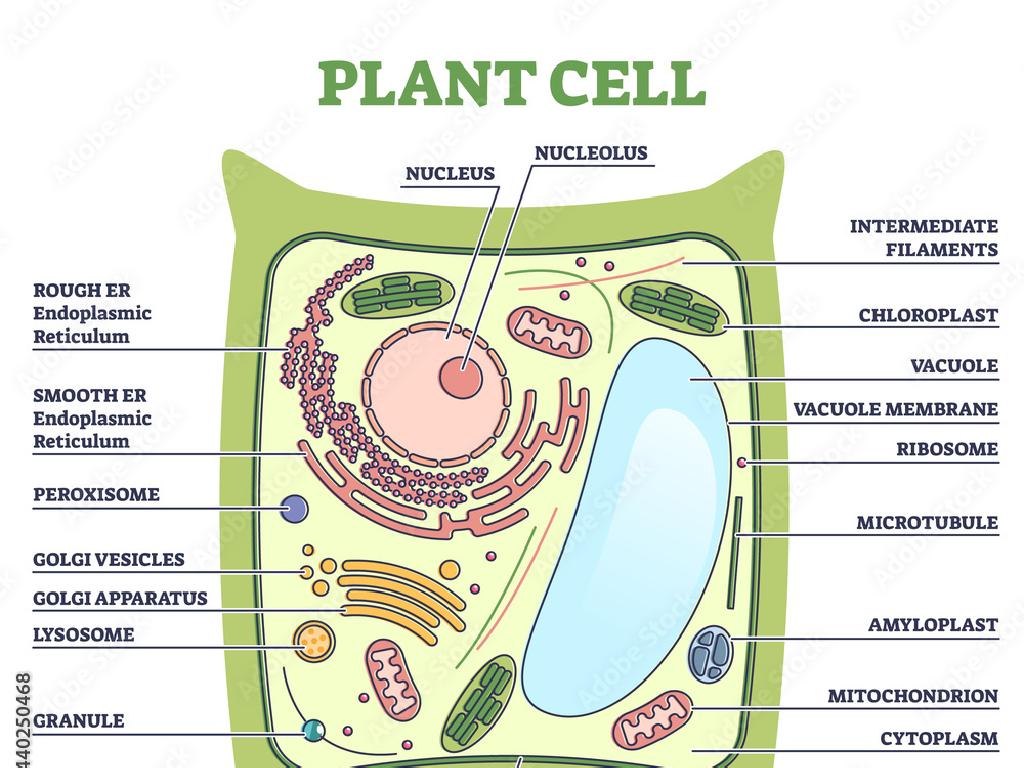 plant cell organelles