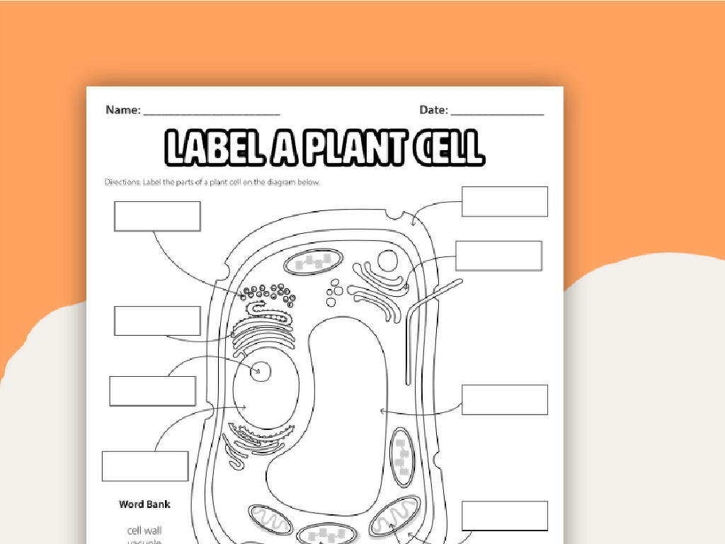 plant cell worksheet