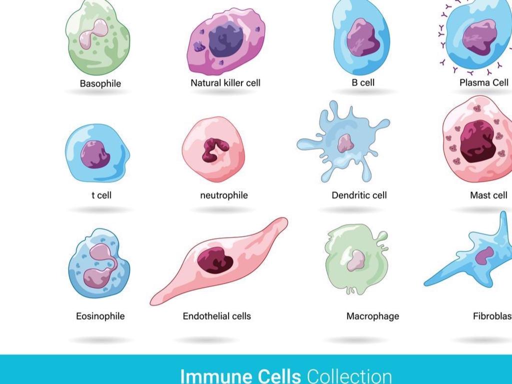 immune cells illustration