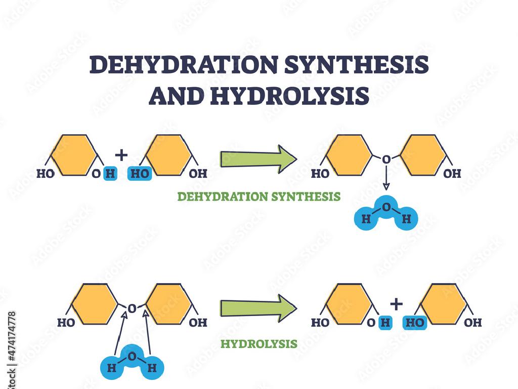 dehydration hydrolysis process