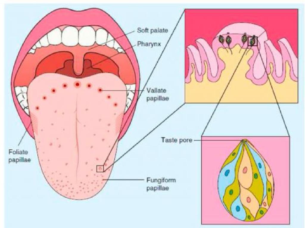 tongue taste buds anatomy