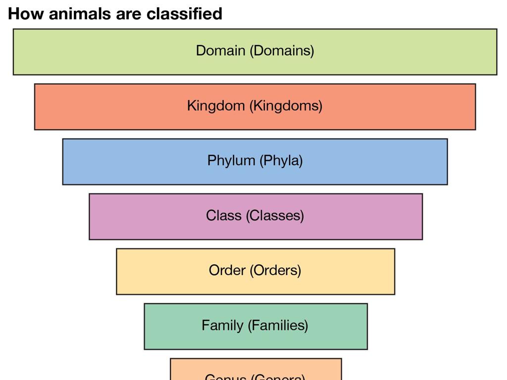 animal classification hierarchy