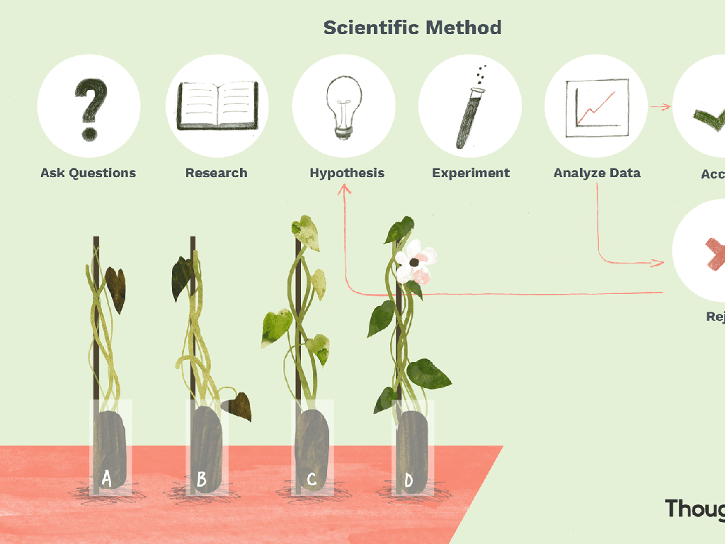 plant growth process