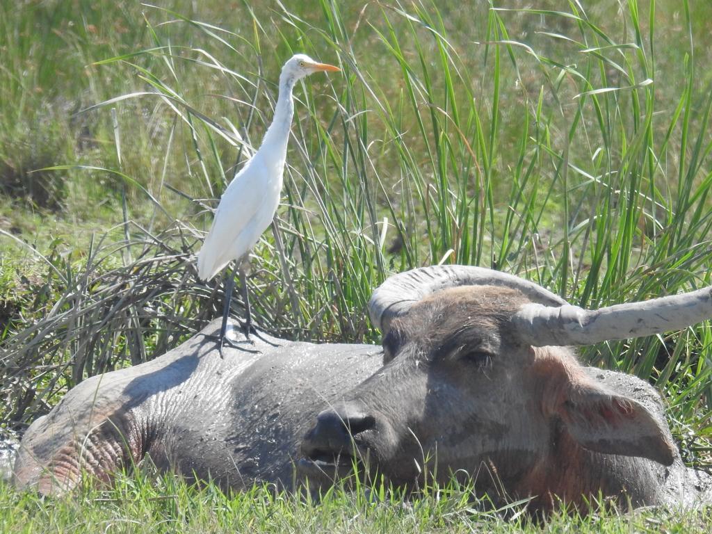 white bird on buffalo