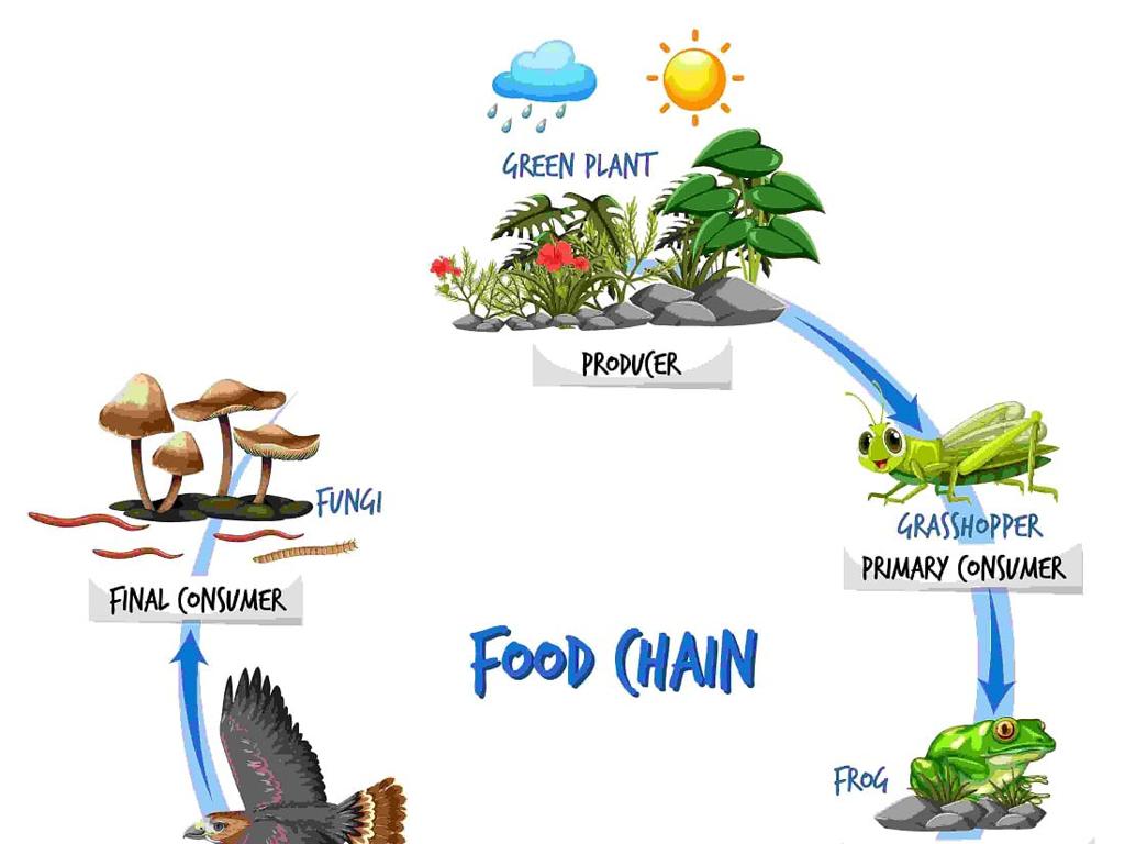 grasshopper fungi foodchain