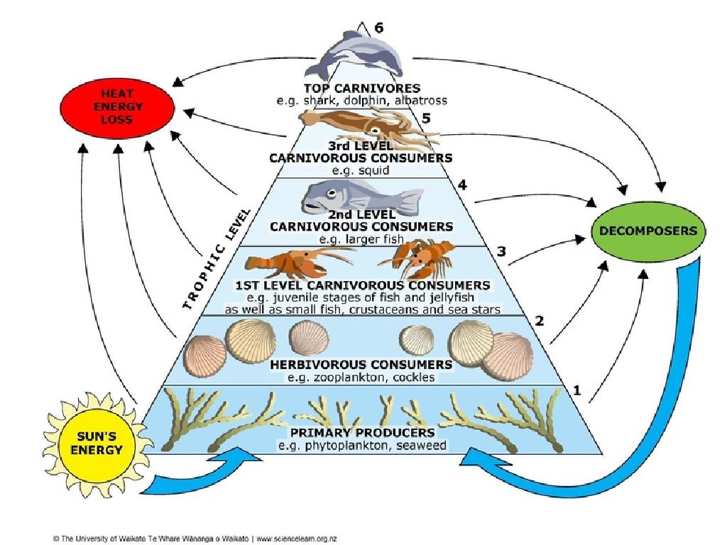 trophic level energy flow