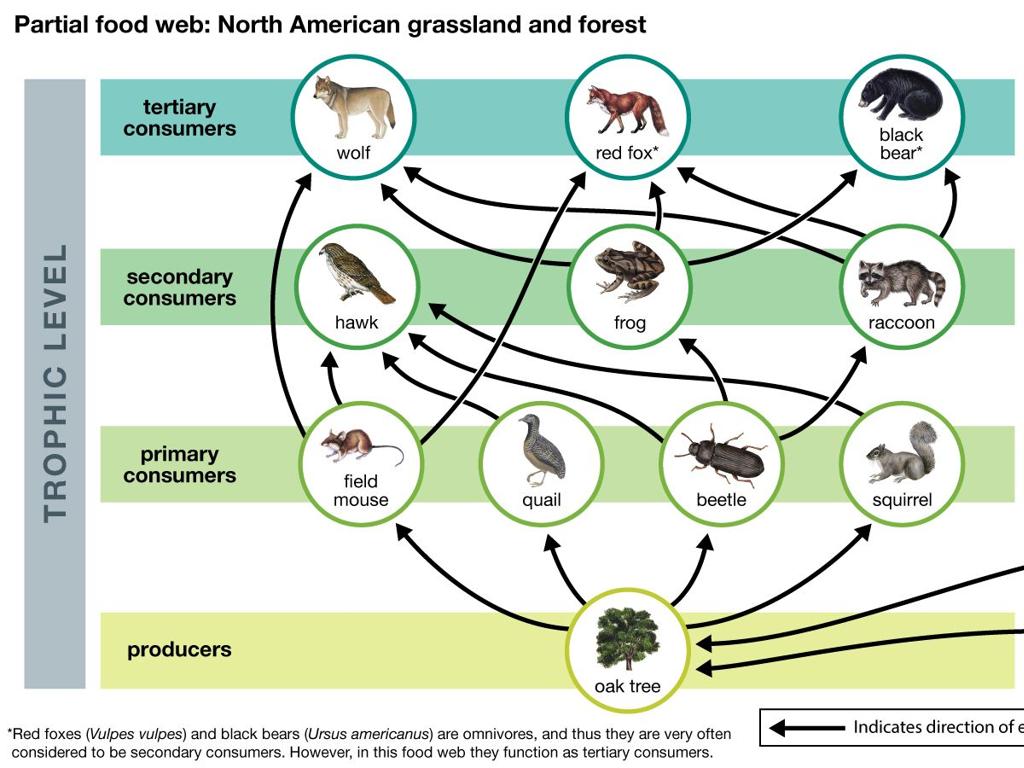 north american food web