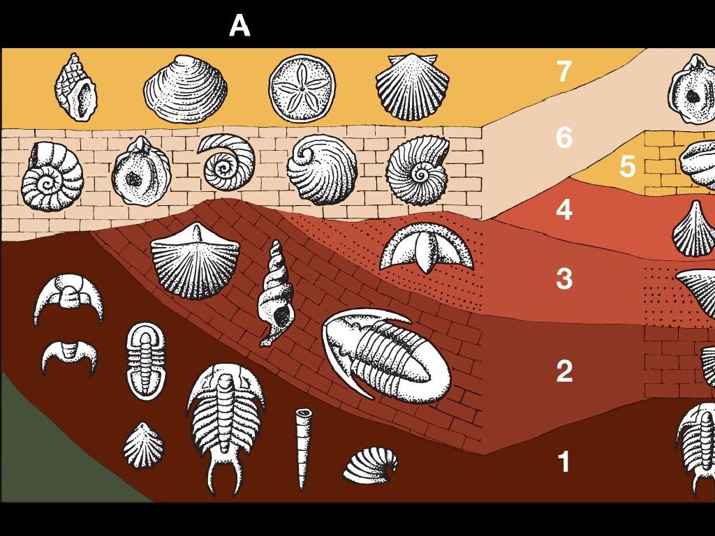 ancient marine fossil layers