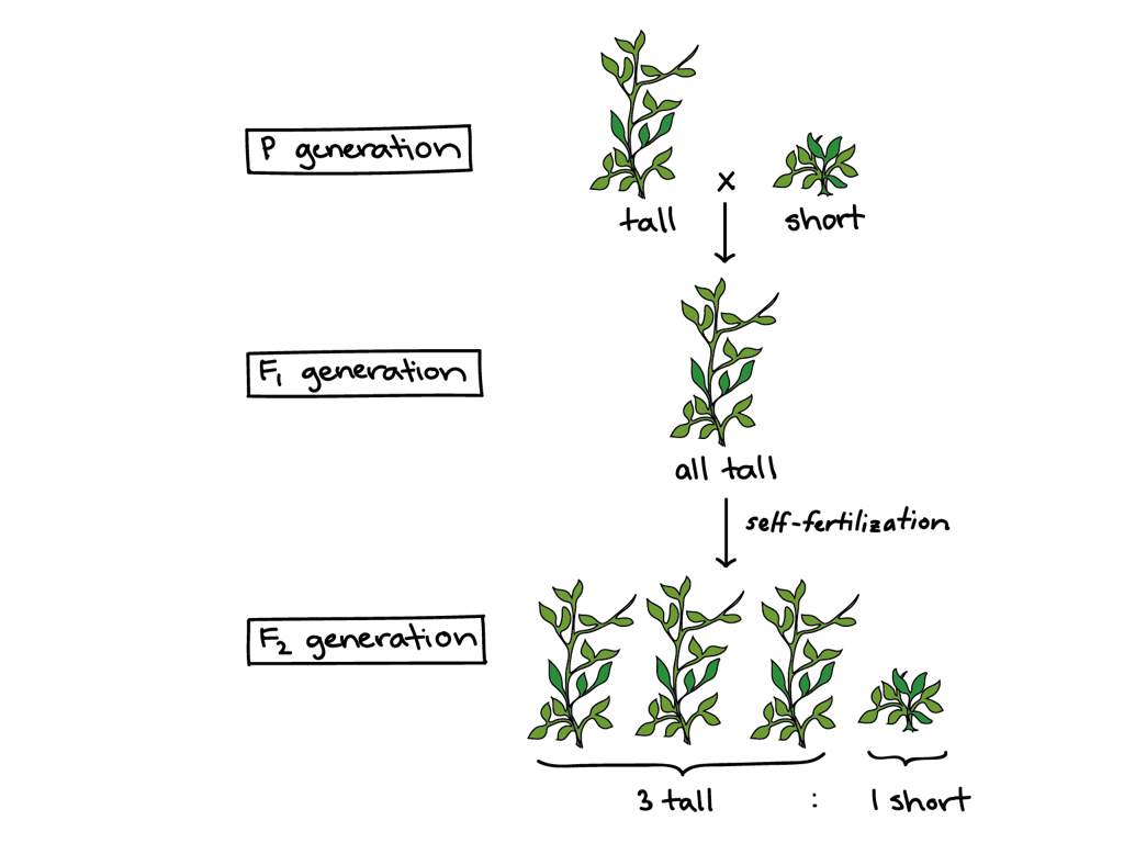 plant growth stages