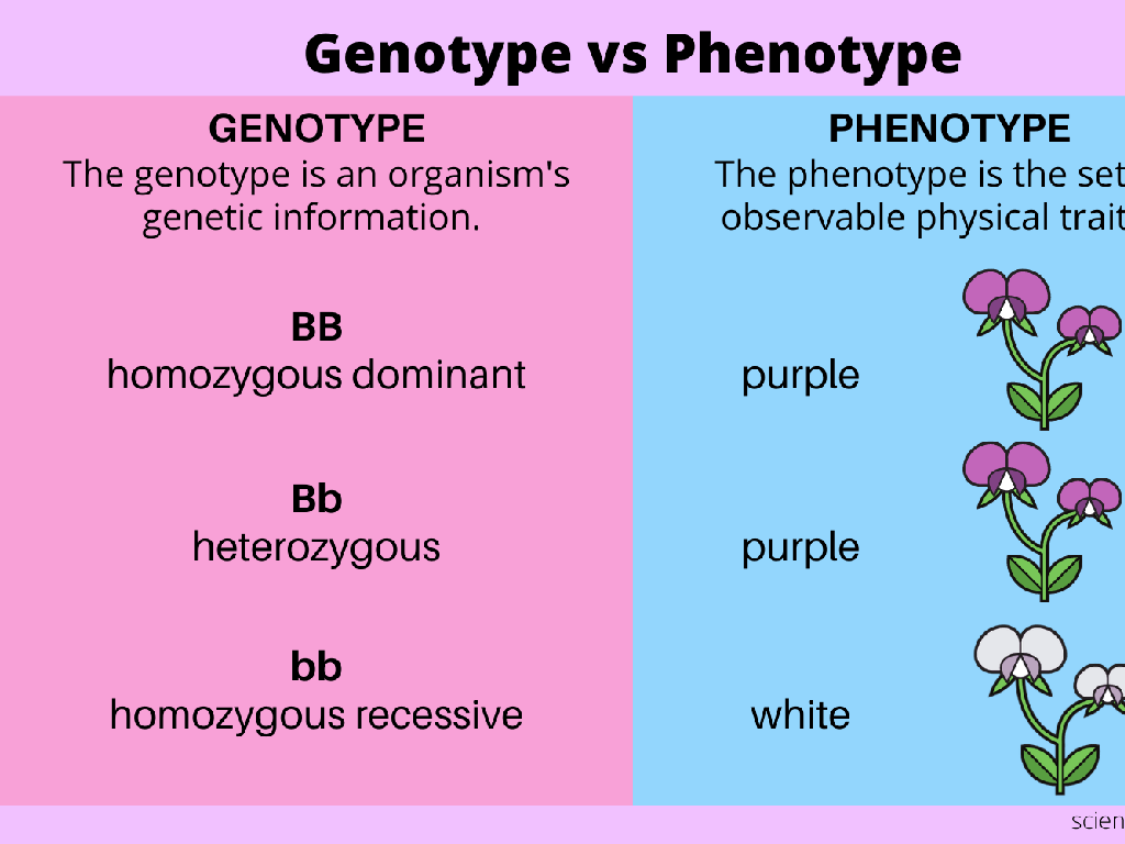 flower genotype phenotype comparison