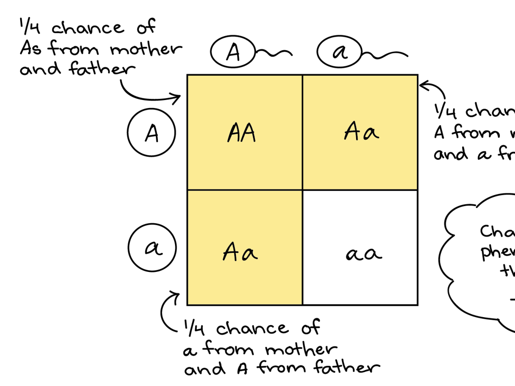 genetic cross Aa punnett