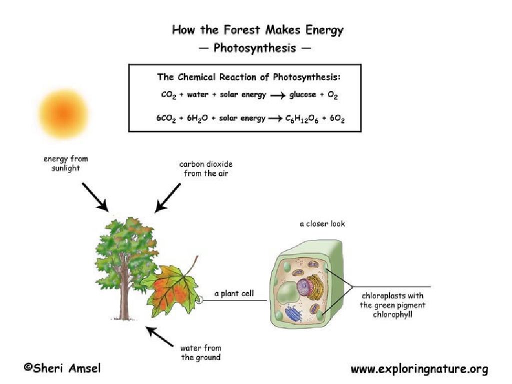 forest photosynthesis process