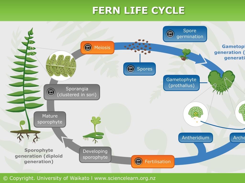 fern life cycle stages