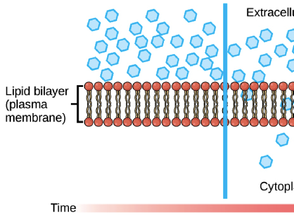 lipid bilayer structure