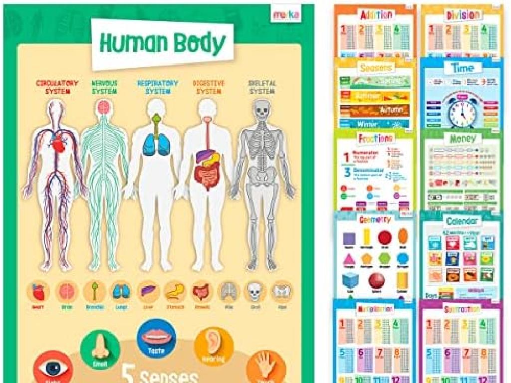 human body systems posters