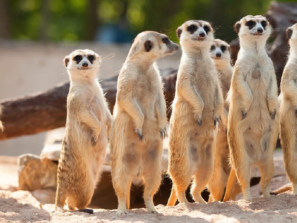 alert meerkat group