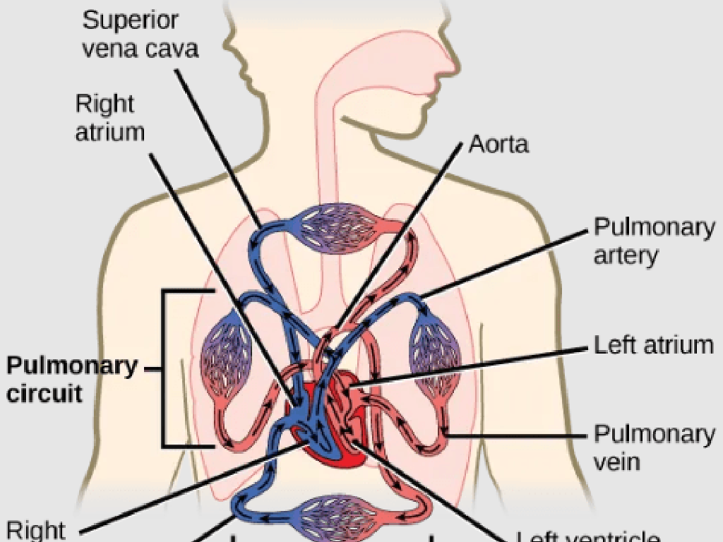 human circulatory system