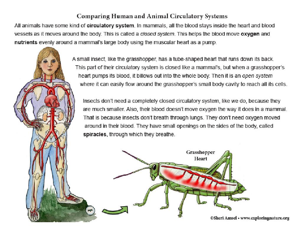 human animal circulatory comparison