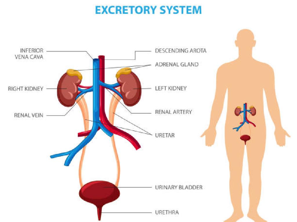 human excretory system