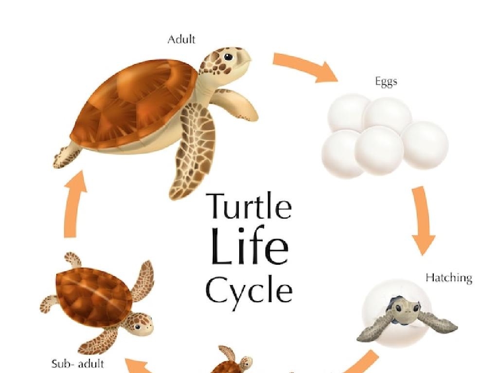 turtle life cycle stages