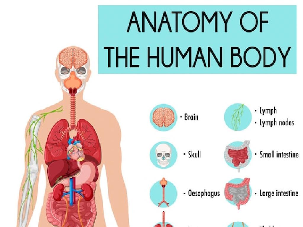 human body organs