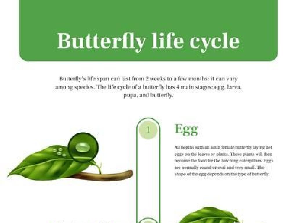 butterfly life cycle