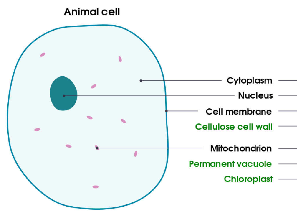 plant cell labels