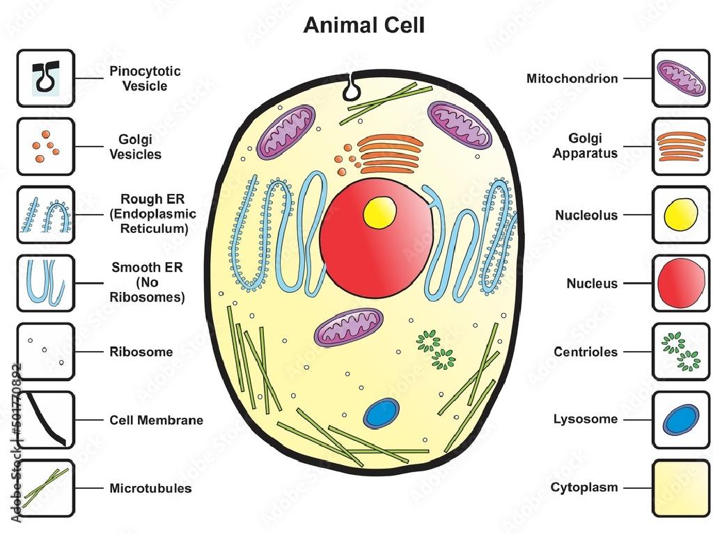 labeled animal cell organelles