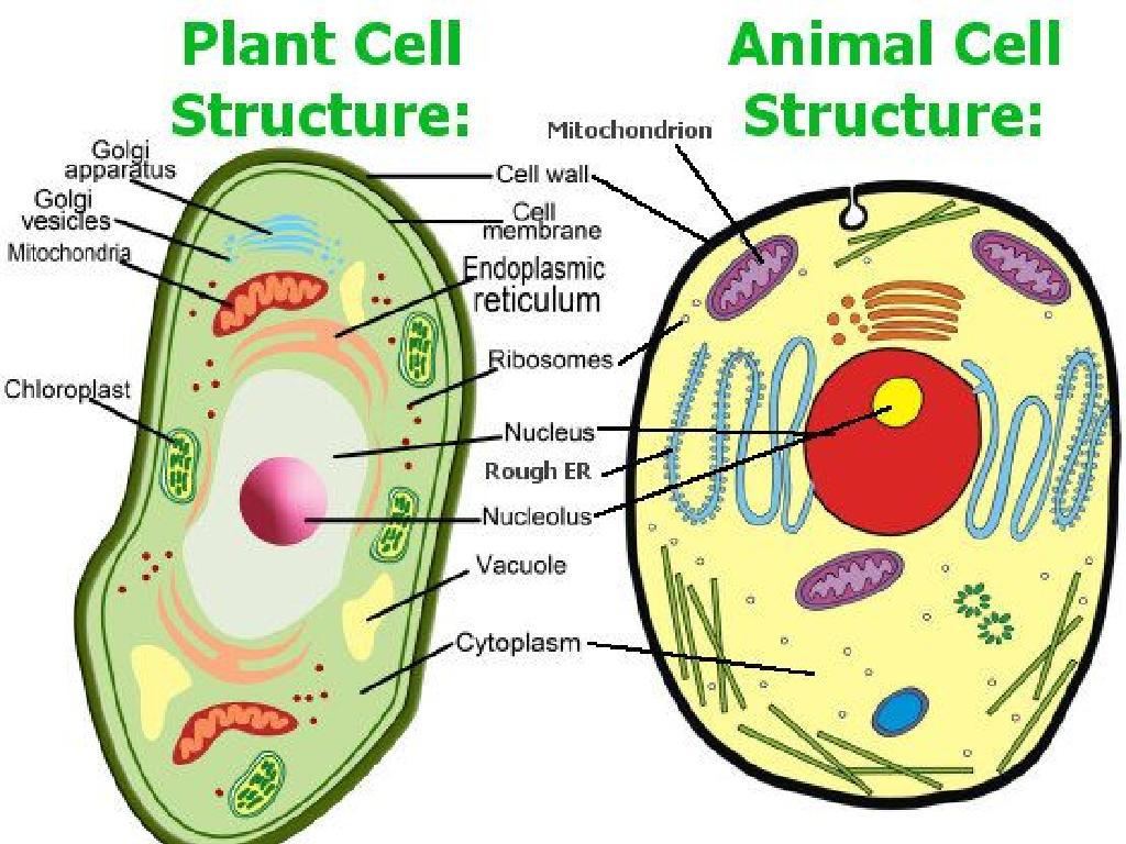 cell structure comparison