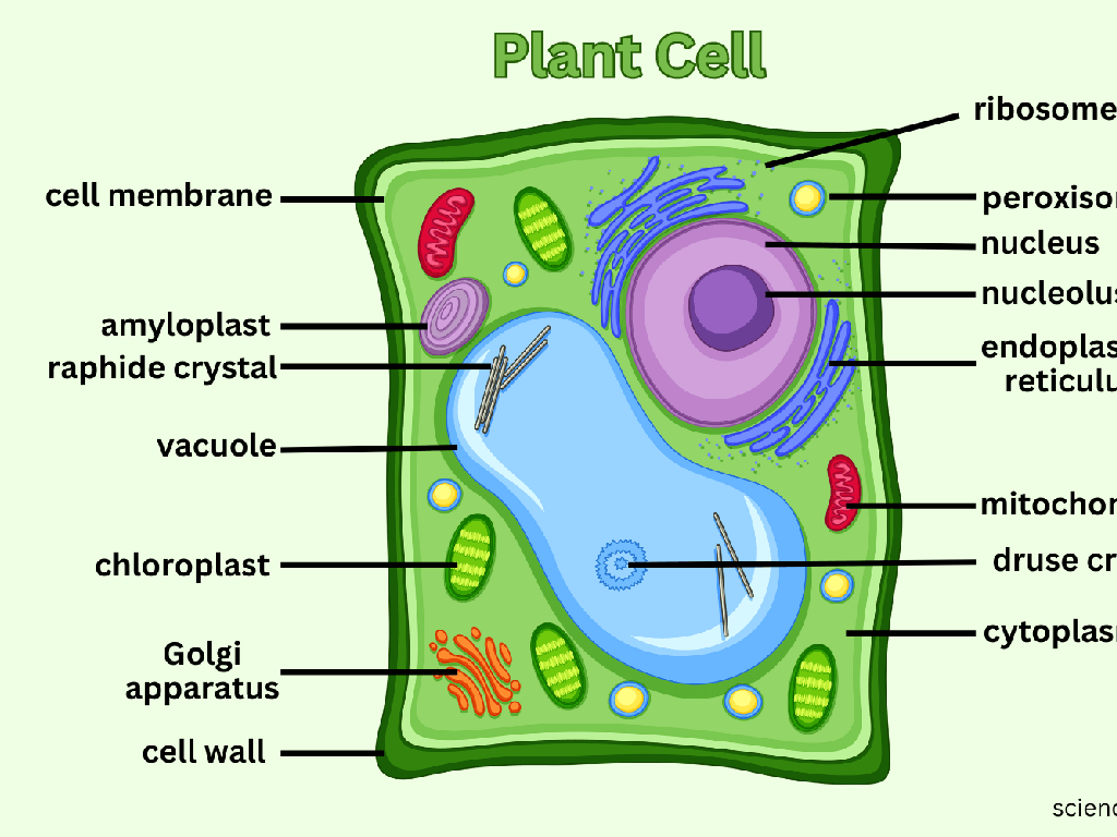 plant cell structure