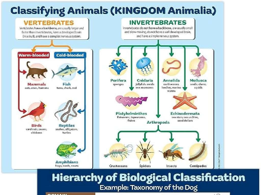 vertebrates invertebrates chart