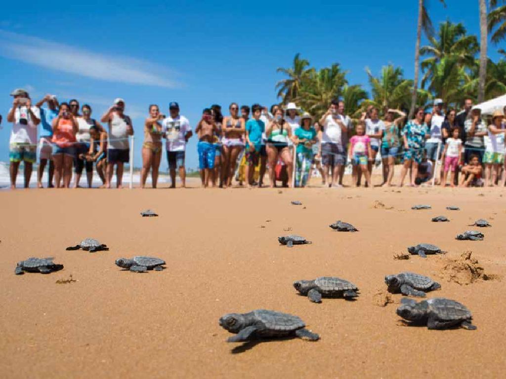 turtle beach crowd