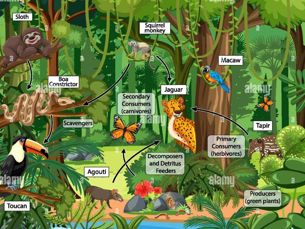 rainforest ecosystem wildlife