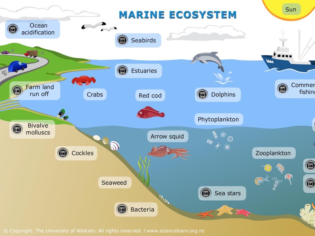 marine ecosystem elements