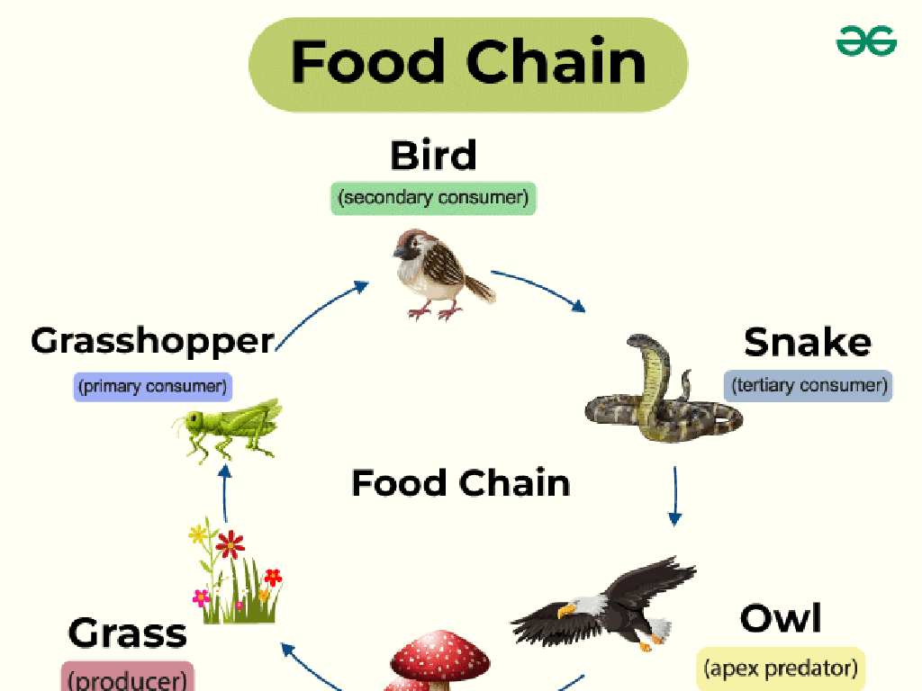 grasshopper bird foodchain