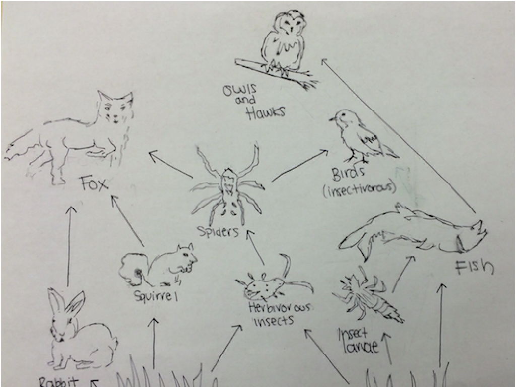 wildlife food web