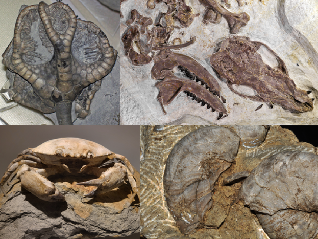 prehistoric creature fossils