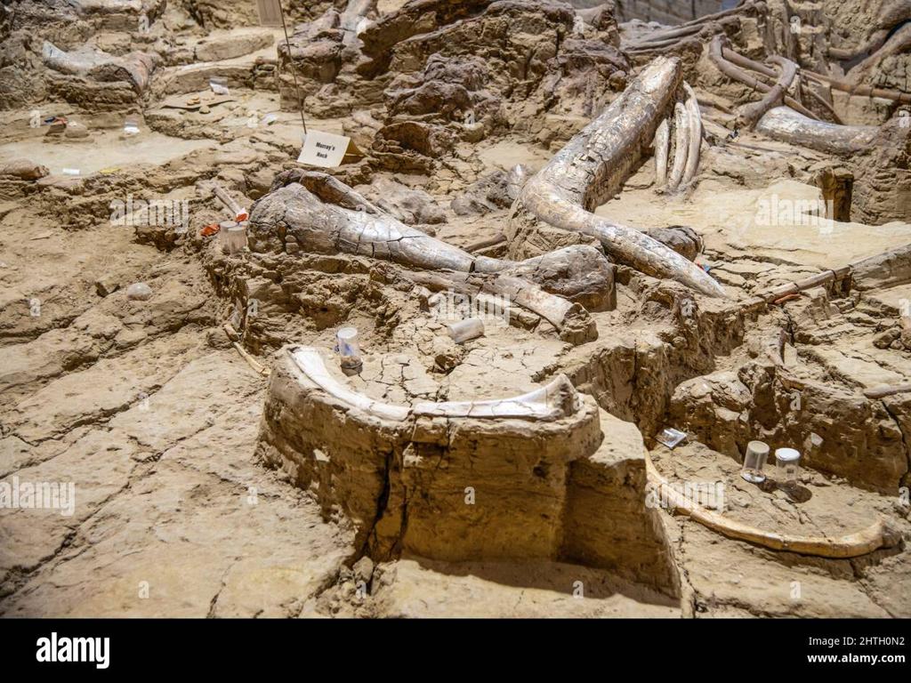 mammoth bones excavation