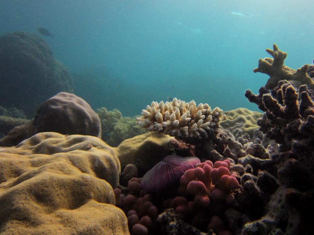 colorful coral reef