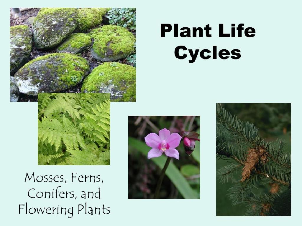 plant life cycle stages