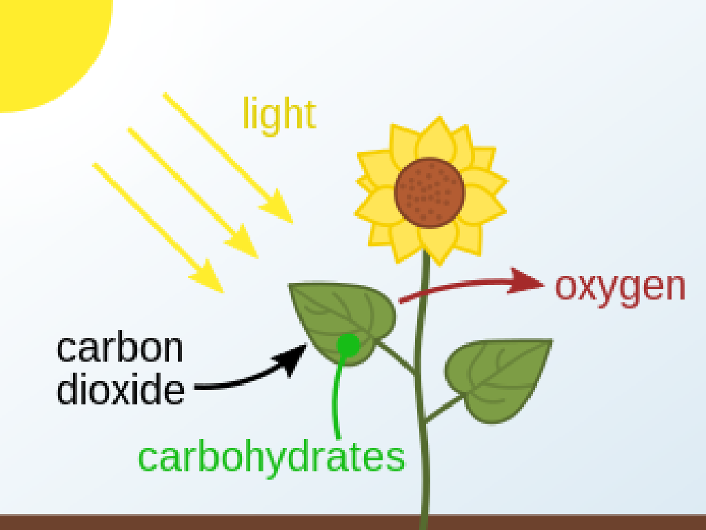 sunflower photosynthesis process