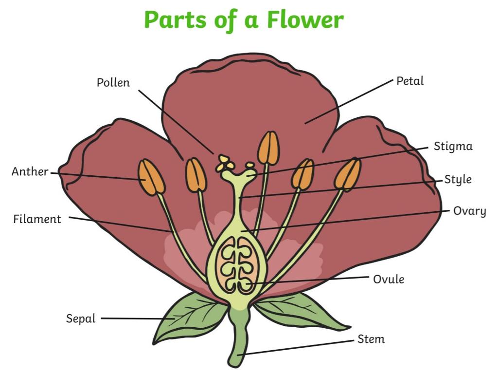 flower parts labeled